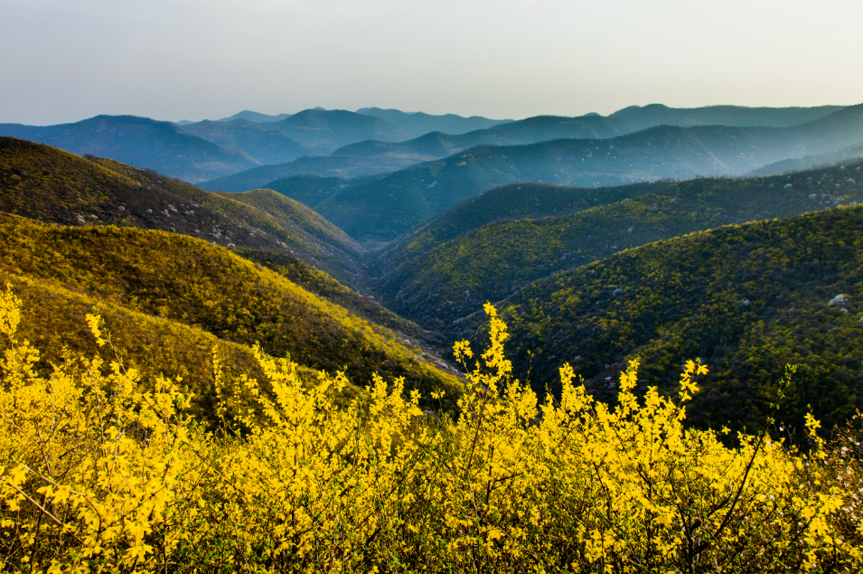 春风十里花海有你:...